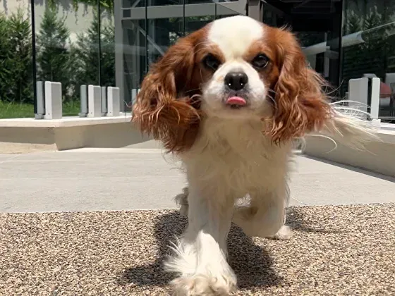 The resident dog at Martini 17